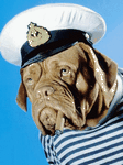 pic for CAPTAIN DOG GIF